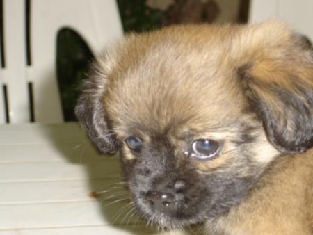 Un beau petit chien